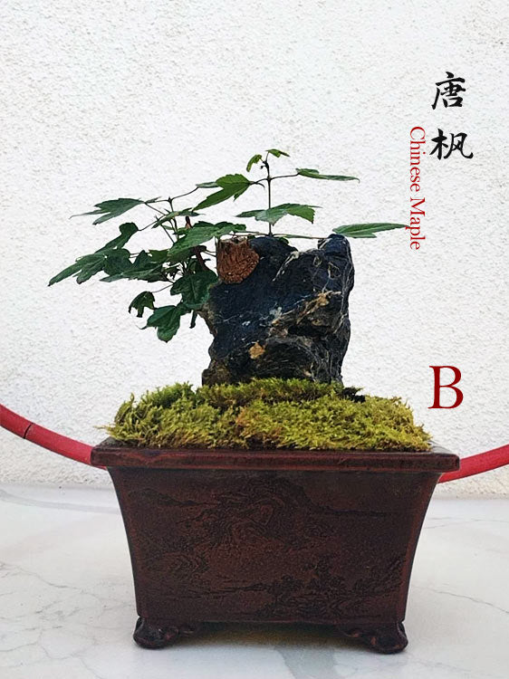 Trident Maples for Sale | Authentic Chinese Trident Maple Bonsai with Fiery Red Fall Color CYMUS Nurery