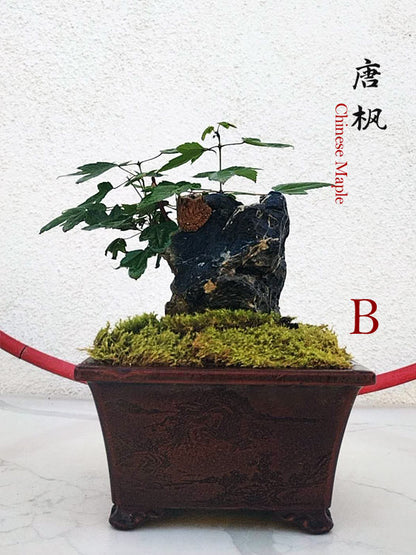 Trident Maples for Sale | Authentic Chinese Trident Maple Bonsai with Fiery Red Fall Color CYMUS Nurery