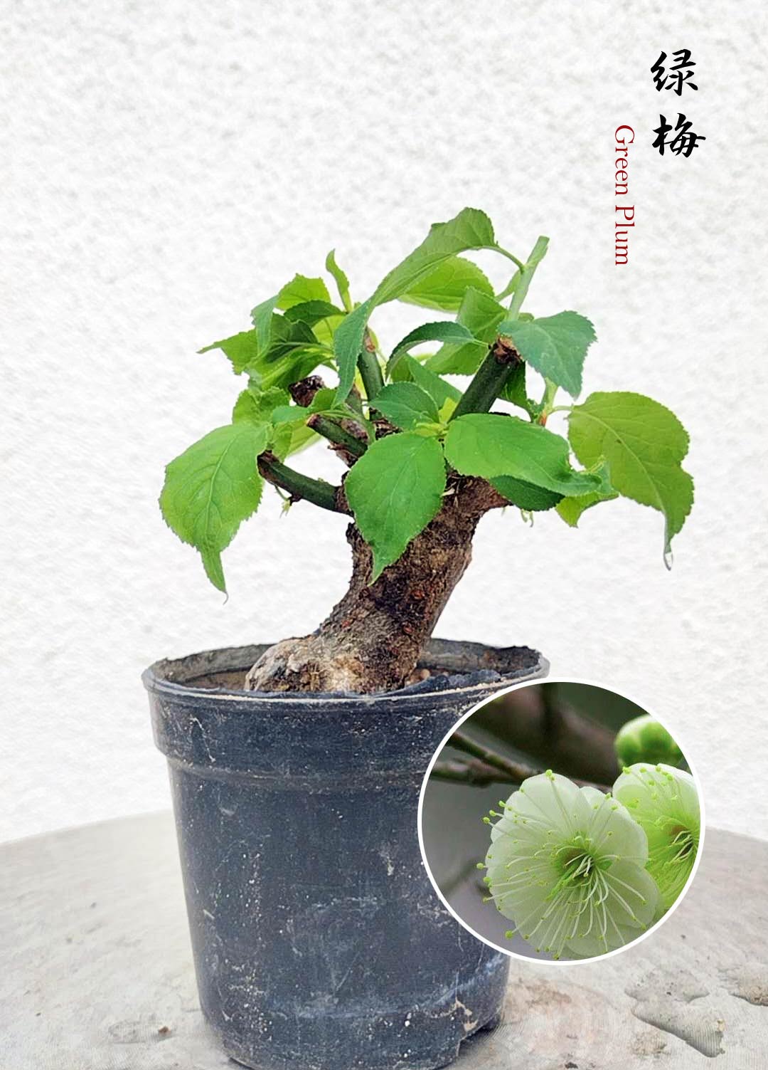 Rare Green Calyx Japanese Apricot Bonsai Bulldog (Prunus mume) – 5+ Year Old with pot