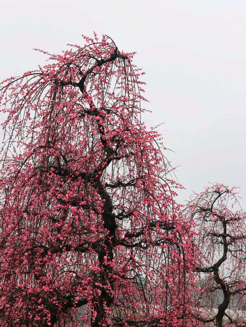 Rare weeping Plum Japanese Apricot Bonsai (Prunus mume) – 锦红垂枝10+ Year Old with Flower Buds