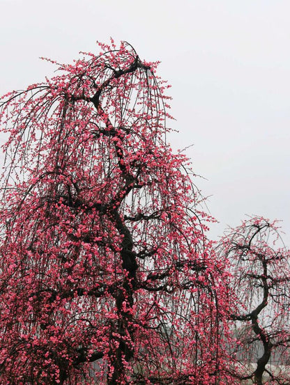 Rare weeping Plum Japanese Apricot Bonsai (Prunus mume) – 锦红垂枝10+ Year Old with Flower Buds