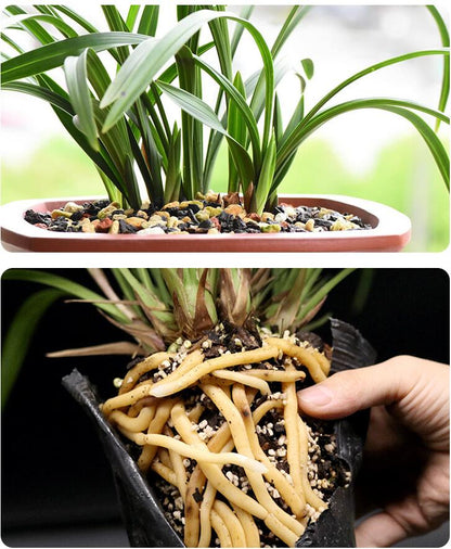 Common plant material for orchids -混合兰花植料  标准专业兰花土 至尊营养兰花土 1.5L/bag