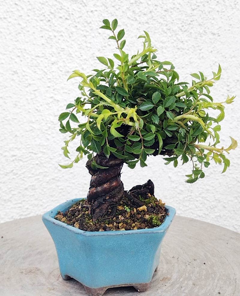 Mini cute Ji Rose with white pot 姬蔷薇 迷你可爱盆景 Bonsai Live Green Bonsai Tree Indoor outdoor Gardening Live Houseplant Home Decor Gift
