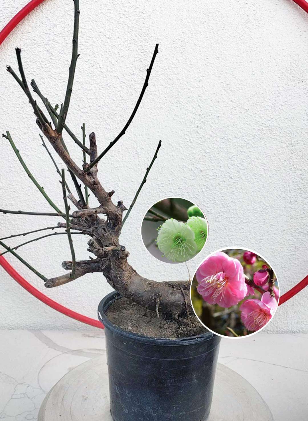 Potted bonsai tree with close-up insets of green leaf and pink flowers on a white background.