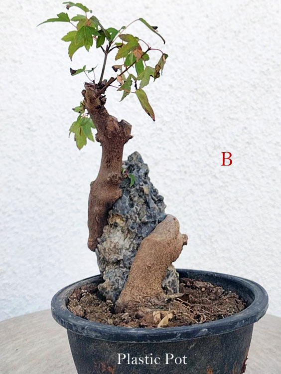A potted bonsai-style tree with a gnarled brown trunk, green leaves, and a gray decorative rock insert, shown in a black plastic pot against a white textured wall. A red letter 'B' appears to the right, and 'Plastic Pot' is printed at the bottom.
