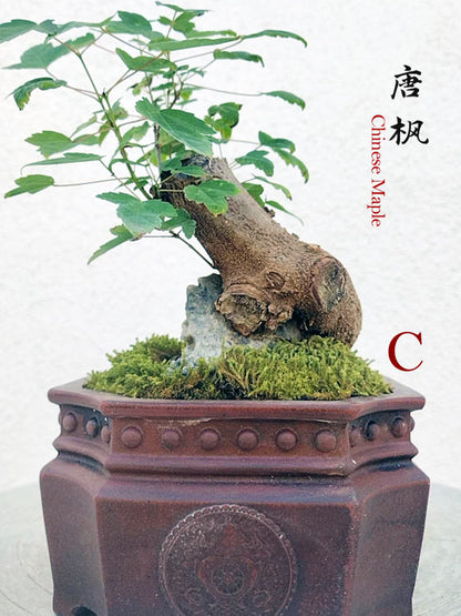 Trident Maples for Sale | Authentic Chinese Trident Maple Bonsai with Fiery Red Fall Color CYMUS Nurery