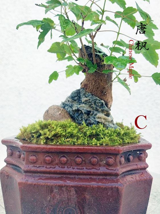 Trident Maples for Sale | Authentic Chinese Trident Maple Bonsai with Fiery Red Fall Color CYMUS Nurery