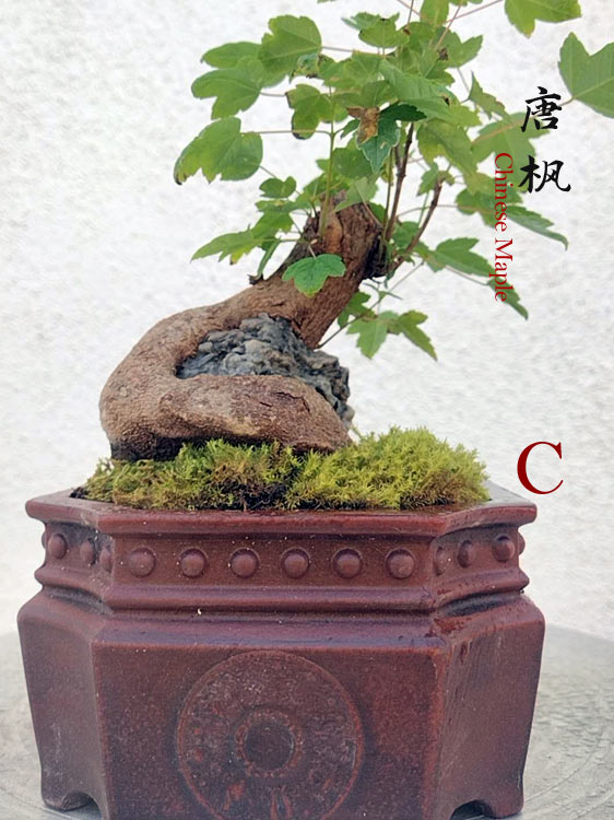 Trident Maples for Sale | Authentic Chinese Trident Maple Bonsai with Fiery Red Fall Color CYMUS Nurery