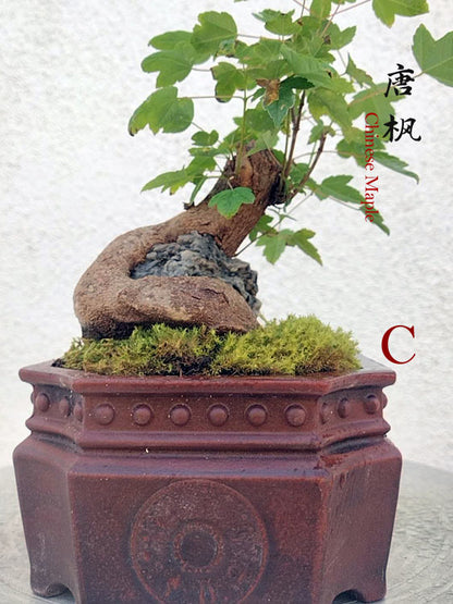 Trident Maples for Sale | Authentic Chinese Trident Maple Bonsai with Fiery Red Fall Color CYMUS Nurery