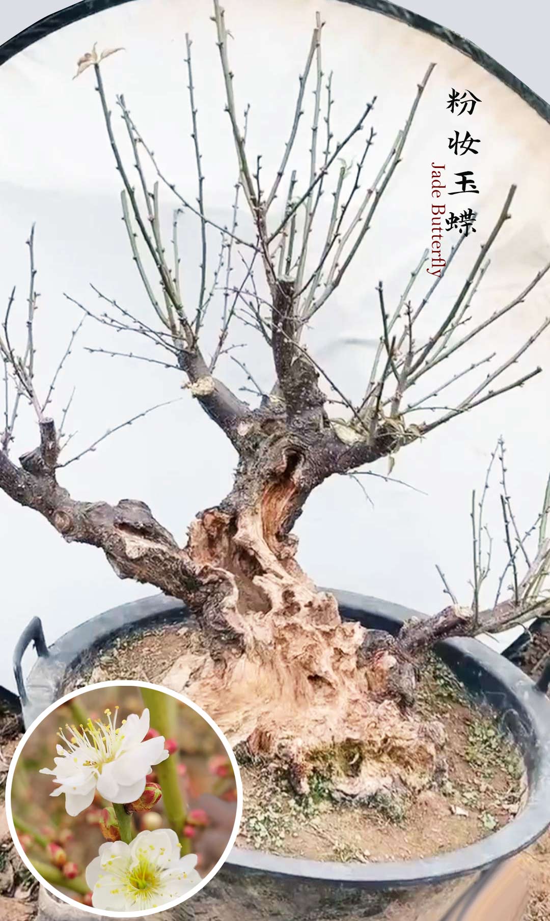 Pre-Sale Rare JadeButterfly Japanese Apricot Bonsai (Prunus mume) – 35+ Year Old with Buds