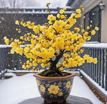 Plum blossom Pre-sale Winter's Sweet Secret: Fragrant Blooms in the Cold 腊梅 with buds