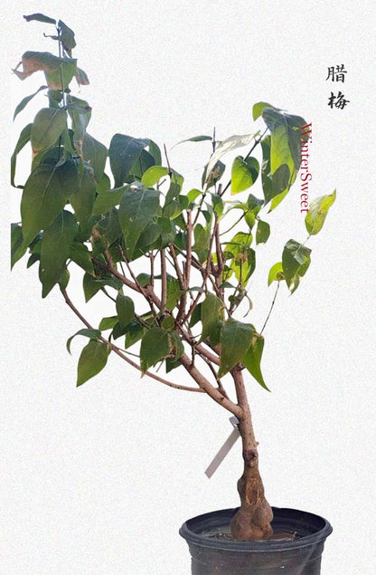Rare Fragrant Wintersweet Shrub (Chimonanthus praecox) – 8+ Year Old