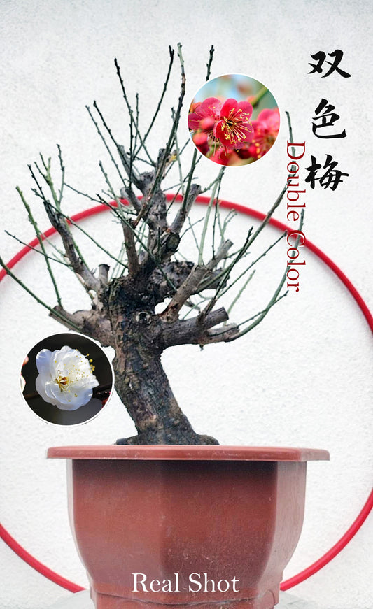 Rare Red white Japanese Apricot Bonsai (Prunus mume) 15+ year old Double Color Grafted