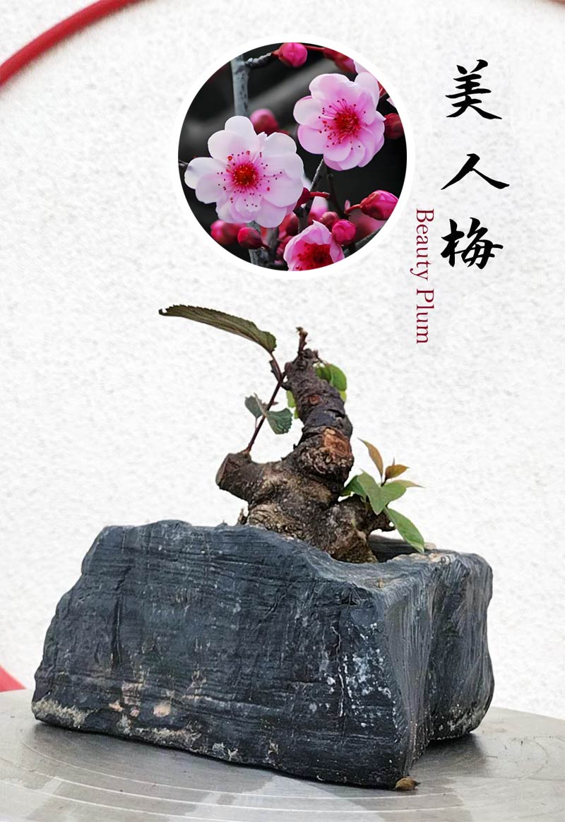 Rare MeiRen HuangXiang Japanese Apricot Bulldog (Prunus mume) – 5+ Year Old with pot