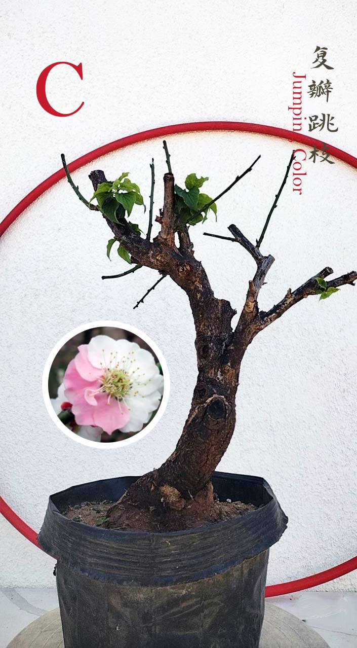Rare Jumping Branch Japanese Apricot Bonsai (Prunus mume) – 15+ Year Old