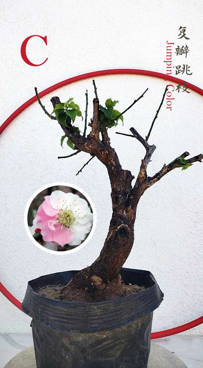 Rare Jumping Branch Japanese Apricot Bonsai (Prunus mume) – 15+ Year O