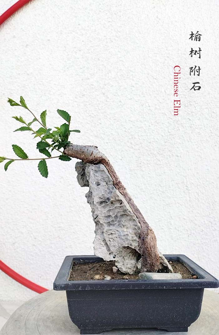 Chinese Elm Root-over-Rock Bonsai – Beginner Friendly easy care shipping with pot