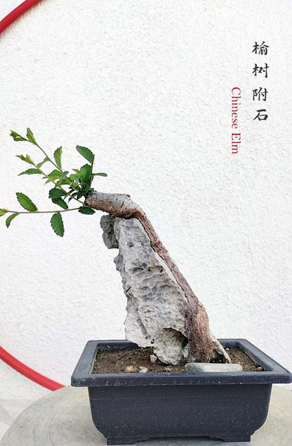 Chinese Elm Root-over-Rock Bonsai – Beginner Friendly easy care shipping with pot