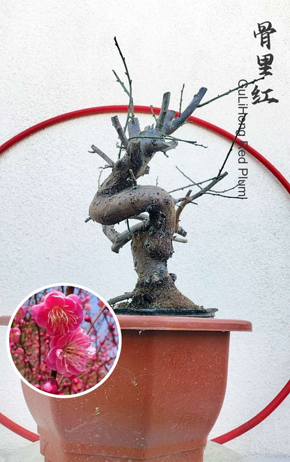 Rare Red GuLiHong Japanese Apricot Bonsai (Prunus mume) – 15+ Year Old Flowering Specimen