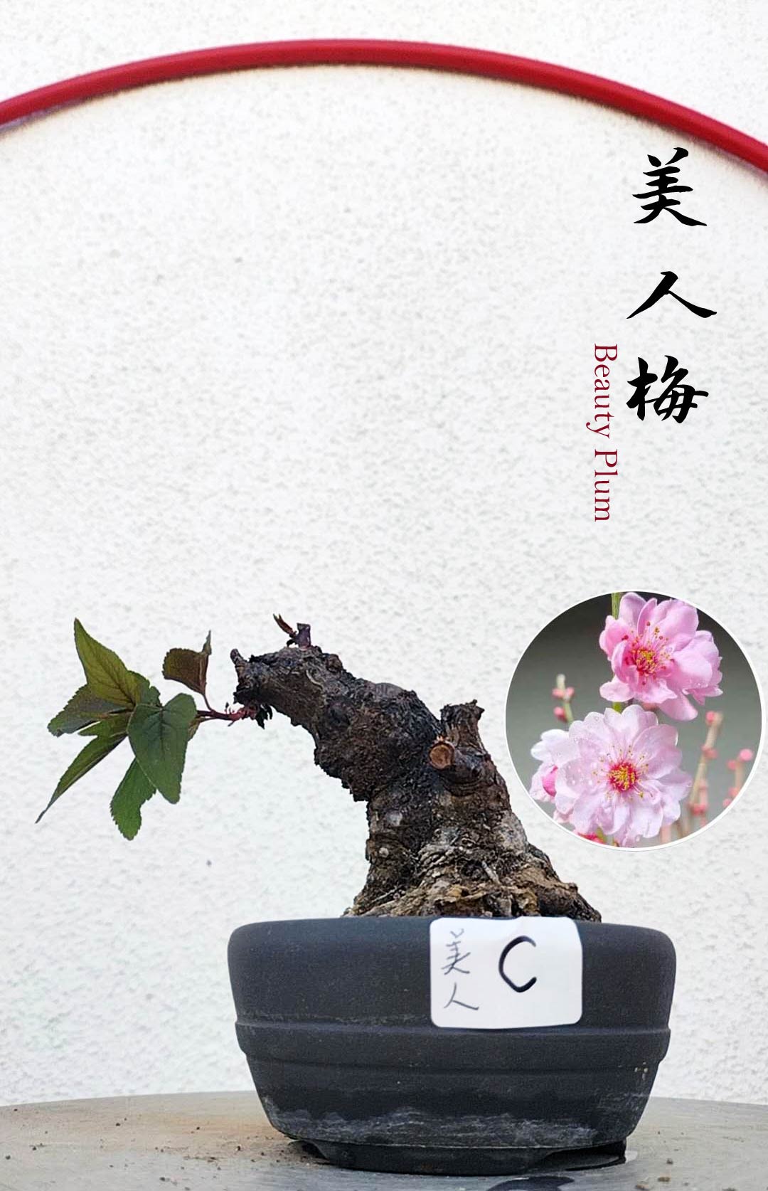 Rare MeiRen HuangXiang Japanese Apricot Bulldog (Prunus mume) – 5+ Year Old with pot