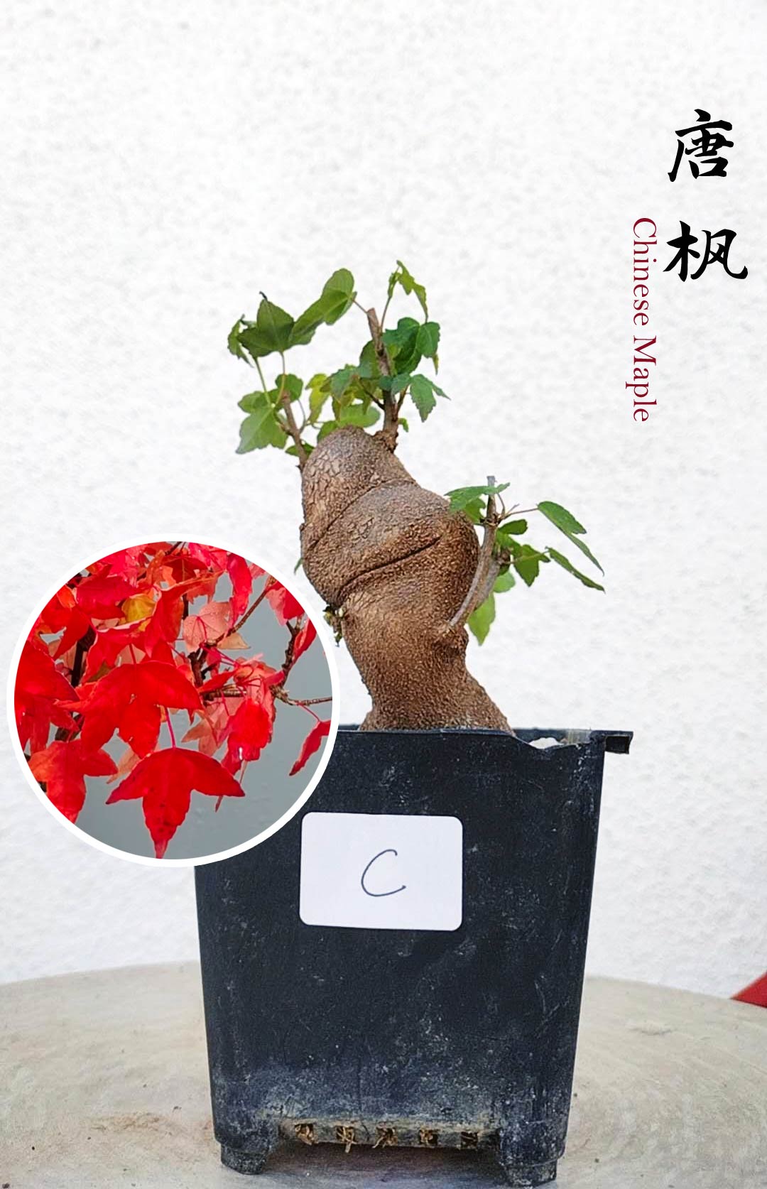 Authentic Chinese Trident Maple bonsai- Fiery Red Fall Colors, with pot