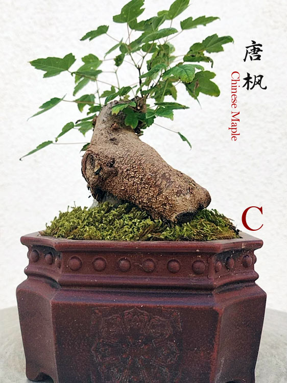 Trident Maples for Sale | Authentic Chinese Trident Maple Bonsai with Fiery Red Fall Color CYMUS Nurery