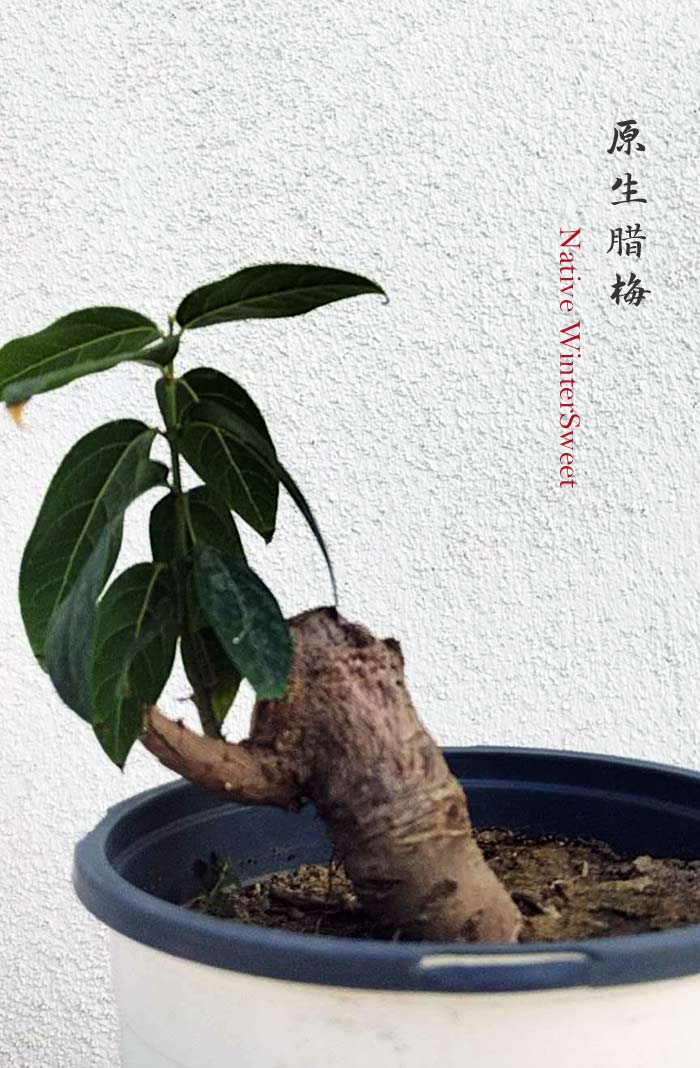 Rare Fragrant Wintersweet Shrub (Chimonanthus praecox) – 8+ Year Old