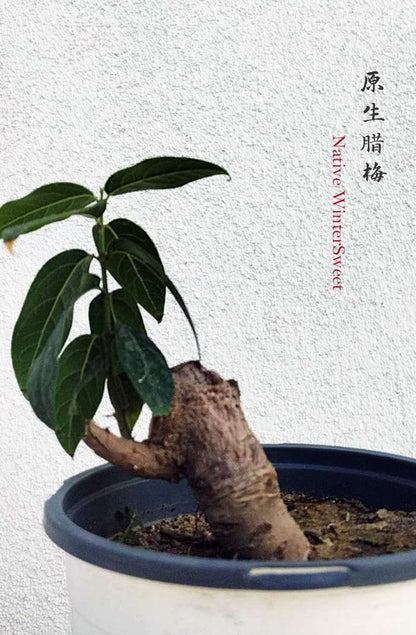 Rare Fragrant Wintersweet Shrub (Chimonanthus praecox) – 8+ Year Old
