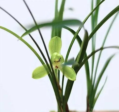 Cymbidium goeringii 'Long Zi' (龙字): The Celestial Jewel of Chinese Orchids