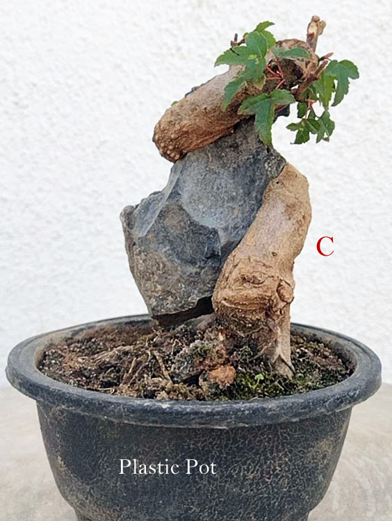 A potted bonsai-style tree with a gnarled brown trunk, dark gray rock, green leaves, and a black plastic pot on a light textured wall background.