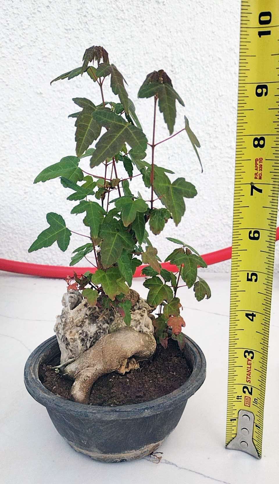 chinese Maple 