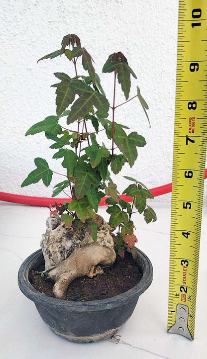 chinese Maple 