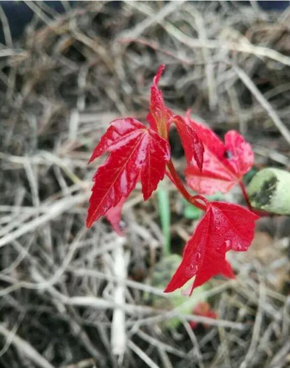 Authentic Chinese Trident Maple bonsai- Fiery Red Fall Colors, with pot CYMUS Nurery