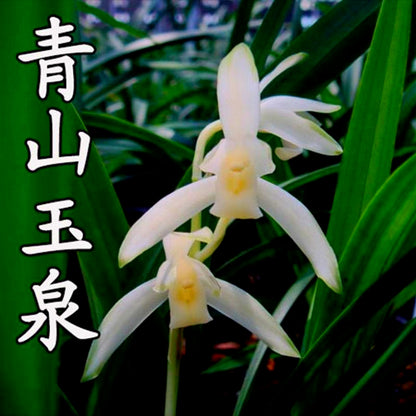 White orchids with green leaves and Chinese text on a dark background