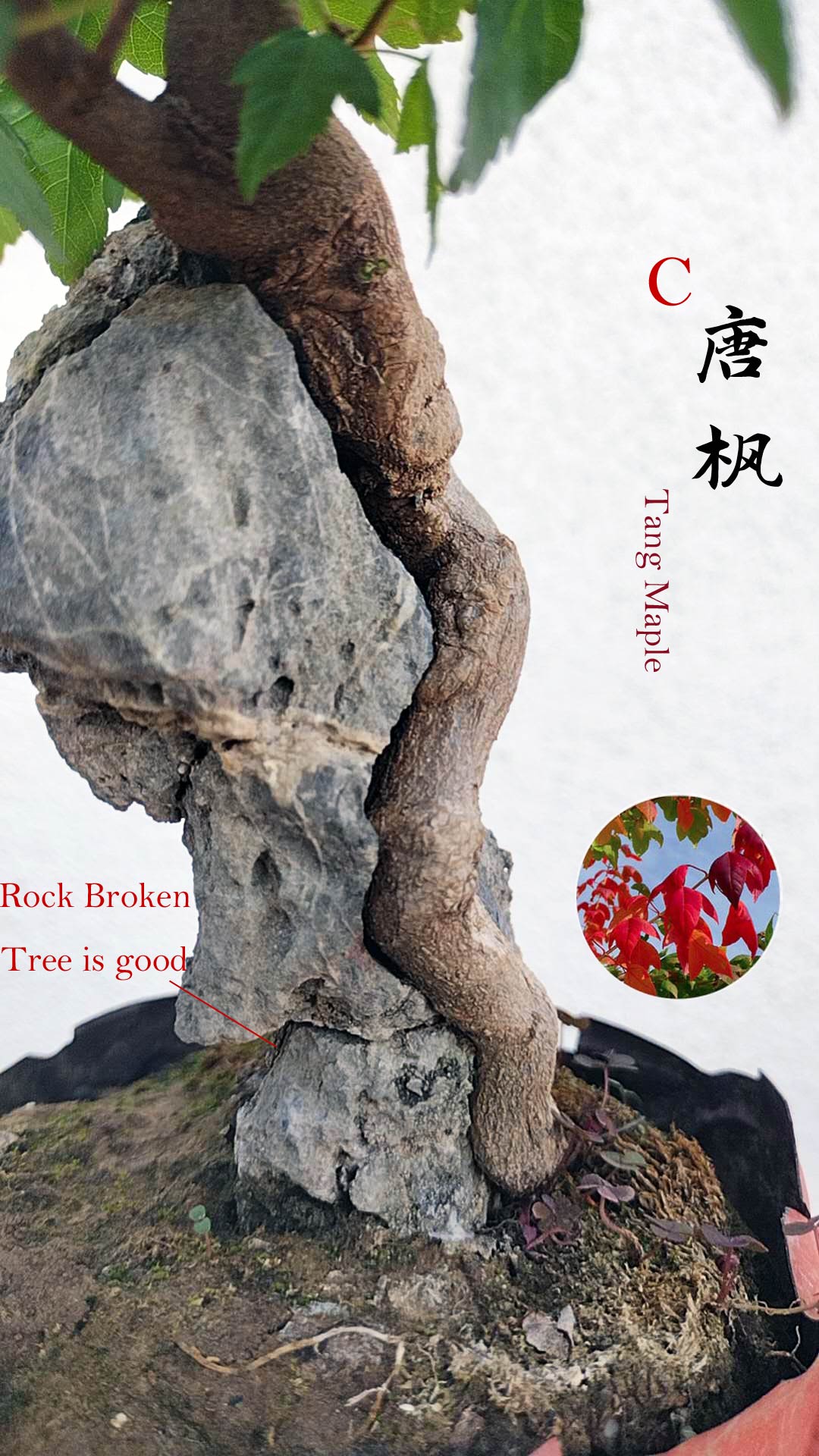 Bonsai tree with twisted trunk on a rock, with text and floral icon overlay.