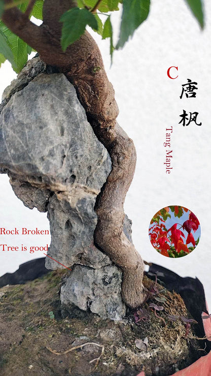 Bonsai tree with twisted trunk on a rock, with text and floral icon overlay.