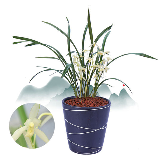 Potted plant with white flowers and green leaves on a white background