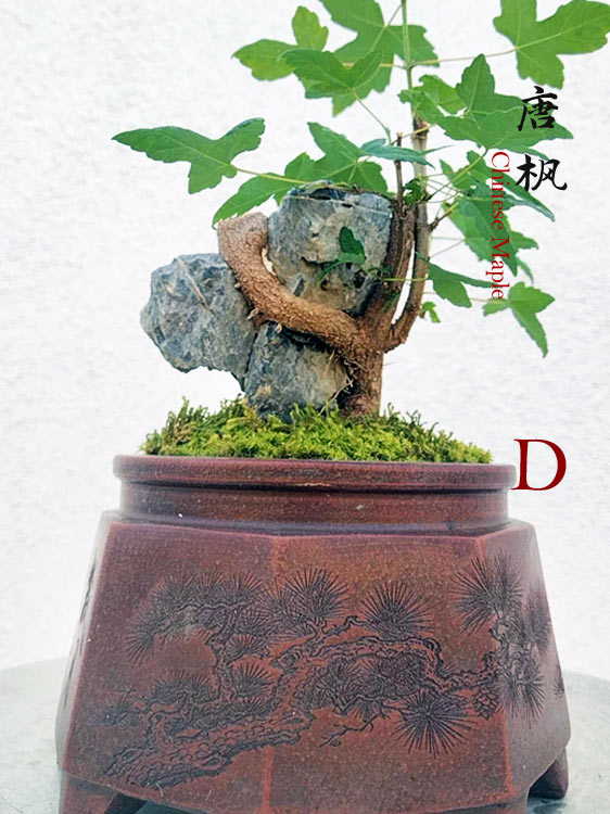 Trident Maples for Sale | Authentic Chinese Trident Maple Bonsai with Fiery Red Fall Color CYMUS Nurery
