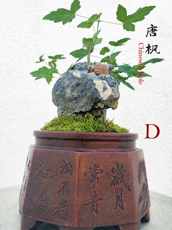 Trident Maples for Sale | Authentic Chinese Trident Maple Bonsai with Fiery Red Fall Color CYMUS Nurery