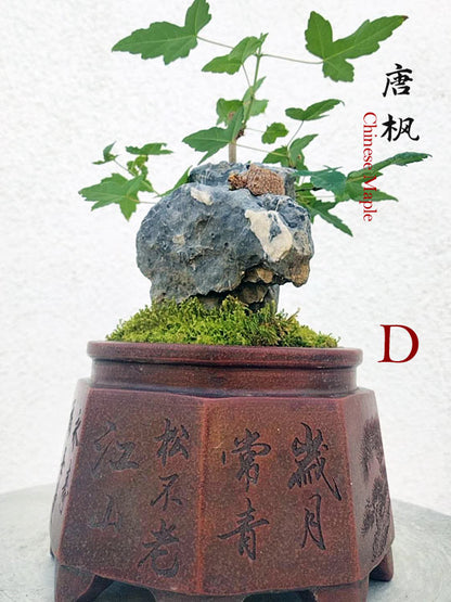 Trident Maples for Sale | Authentic Chinese Trident Maple Bonsai with Fiery Red Fall Color CYMUS Nurery