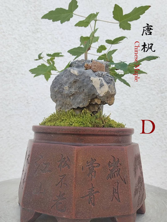 Trident Maples for Sale | Authentic Chinese Trident Maple Bonsai with Fiery Red Fall Color CYMUS Nurery