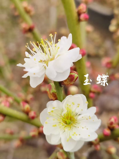 Plum blossom Pre-sale Jade Butterfly Plum: Pristine White Blooms to Adorn Your Winter Garden 玉蝶 with buds