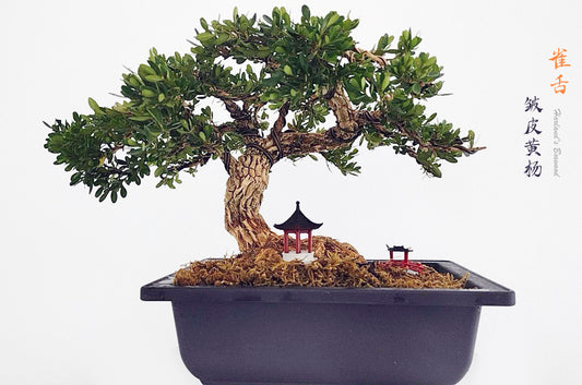 Wrinkled-bark Harland's Boxwood  雀舌皱皮黄杨 盆景植物 Bonsai Gardening Live Houseplant Home Decor