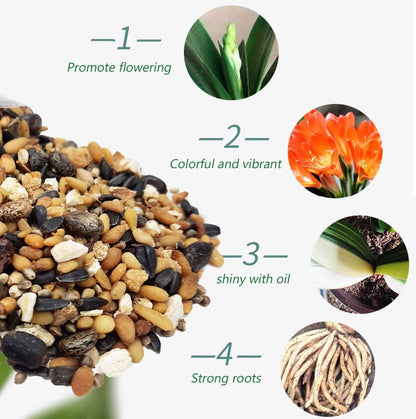 Special Fertilizer for Clivias 君子兰油性肥 5in1 Oil-based 200g 400g