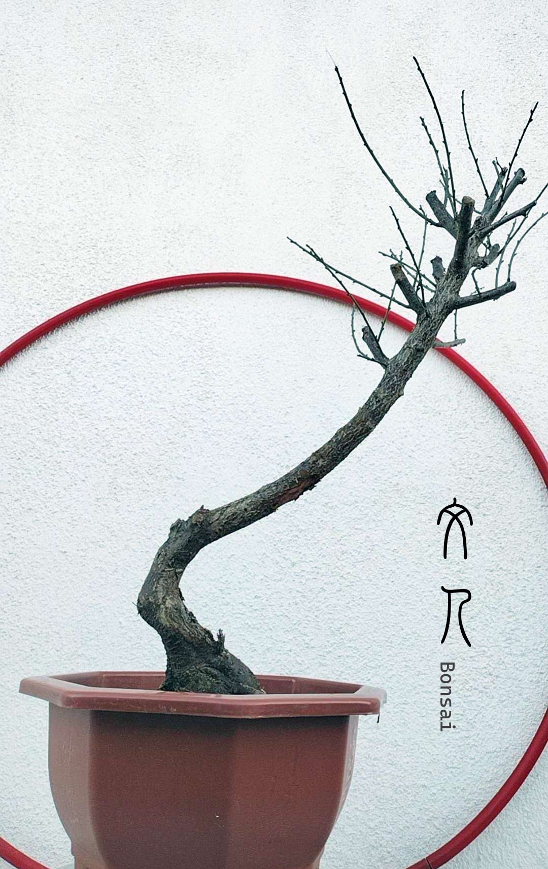 Rare Red-Bearded Zhusha Japanese Apricot Bonsai (Prunus mume) – 12+ Year Old with Buds