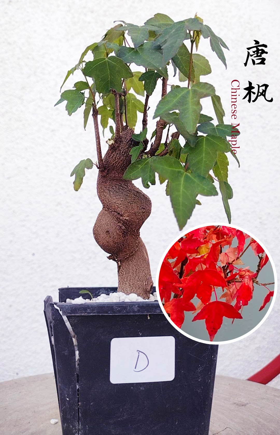 Authentic Chinese Trident Maple bonsai- Fiery Red Fall Colors, with pot