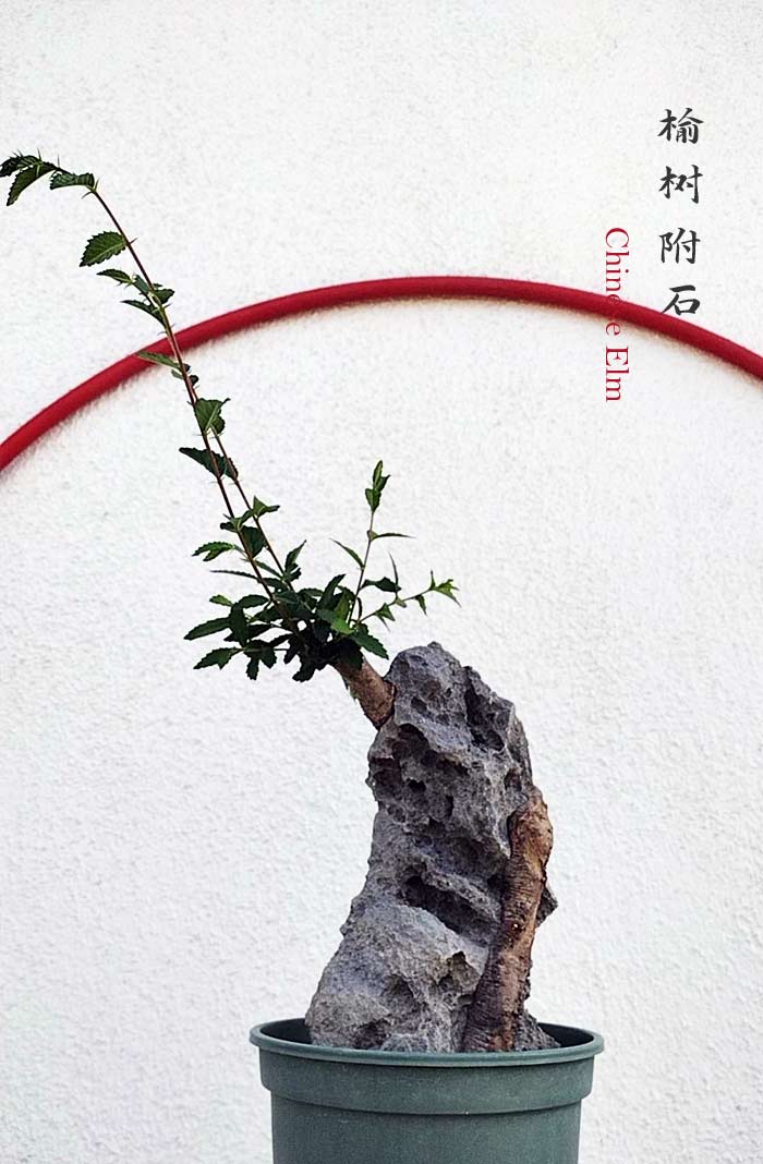 Chinese Elm Root-over-Rock Bonsai – Beginner Friendly easy care shipping with pot