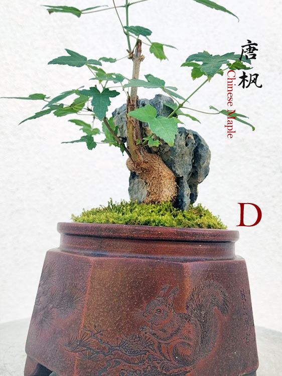 Trident Maples for Sale | Authentic Chinese Trident Maple Bonsai with Fiery Red Fall Color CYMUS Nurery