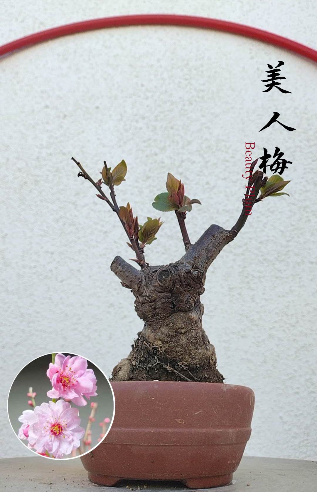 Rare MeiRen HuangXiang Japanese Apricot Bulldog (Prunus mume) – 5+ Year Old with pot