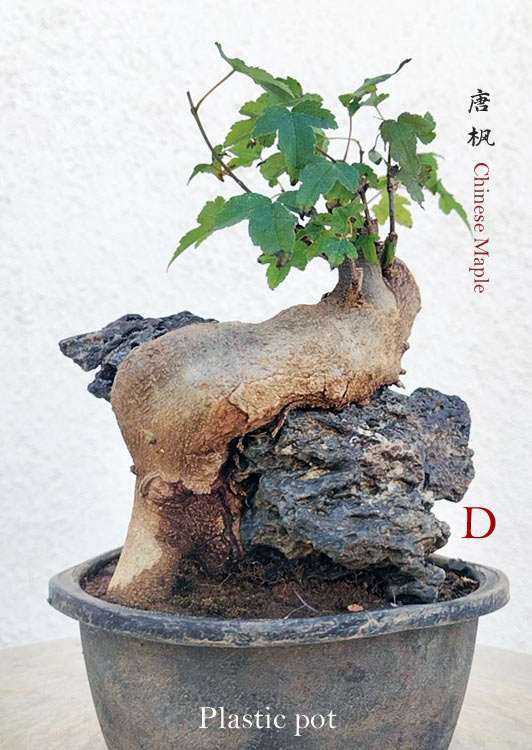 Authentic Chinese Trident Maple cover rock bonsai- Fiery Red Fall Colors with pot CYMUS Nurery